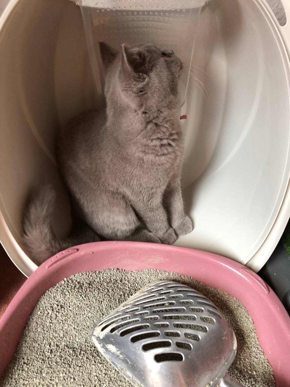 Primox Katzenstreu mit Duft - Katzenstreu Babypuder